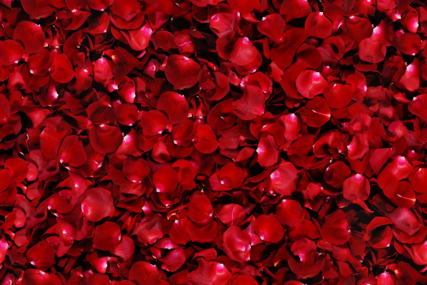 Красные лепестки роз