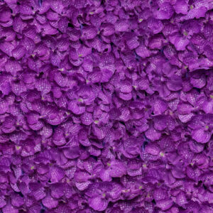 Фиолетовые лепестки