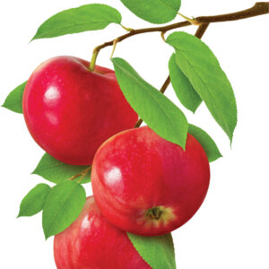 Ярко-красные яблоки на ветке